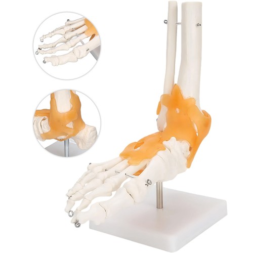 Fußskelett fuß anatomie - fußskelett,