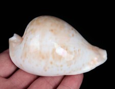 Meeresschnecke Cypraea armeniaca XL - 97mm, Australia