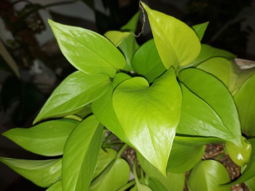 Epipremnum neon efeutute - epipremnum,