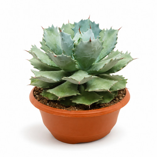 Agave potatorum - agave,