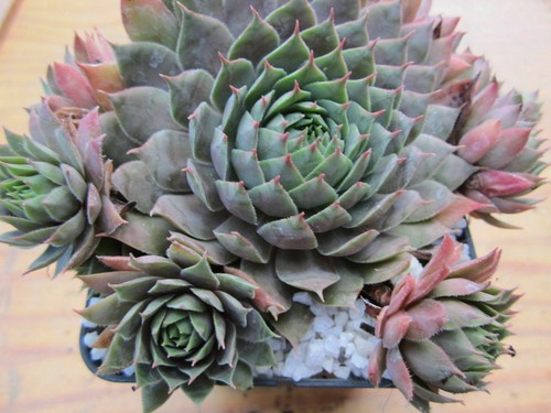 Sempervivum graceland 2x - -,