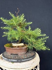 Lärche Bonsai Prebonsai Yamadori Rohware Rohling 139