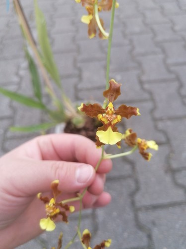Orchidee oncidium - orchidee,
