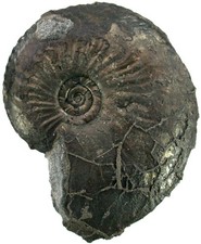 Lias  Oxynoticeras oxynotum