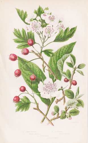 Mespilus germanica mispel - germanica,