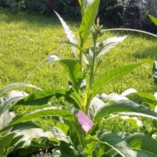 Habano Tobacco - 2000 300+