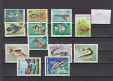 Fische (365) Zierfische Guppy Scalar + mehr Nur Ungarn