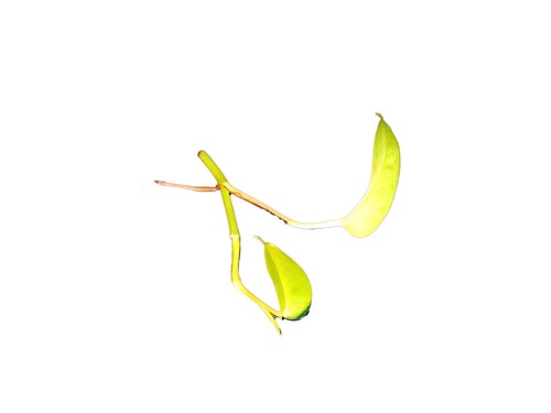 Goldene efeutute ableger - efeutute,