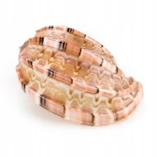 Aquarium Herpa Muschel