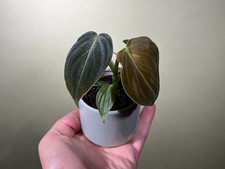Philodendron melanochrysum Babyplant