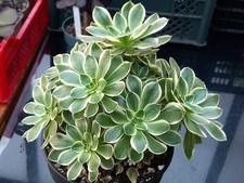 Sukkulente Aeonium Green Rose