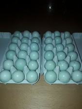 36 Frische Celadon Wachteleier