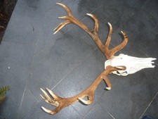 Hirschgeweih unger. 16.Ender