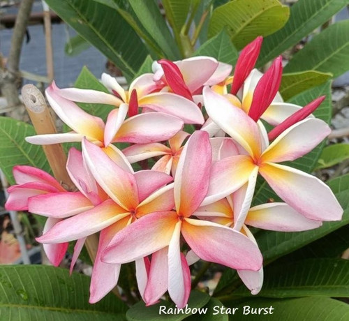 Frangipani plumeria rainbow - plumeria, -rainbow