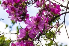 Samen exotische blüten - samen,