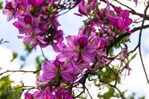 Samen exotische blüten - exotische,