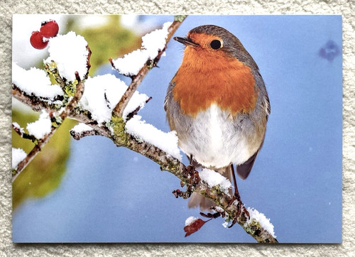 Postkarte rotkehlchen - 1,