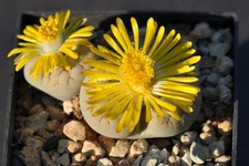 20 Samen von Lithops gracilidelineata, erntefrisch aus 2025