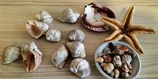Muscheln Meeresmuscheln