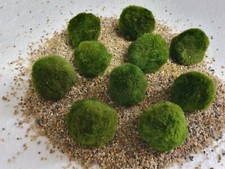 Mooskugeln Aquarium  Aquatic Arts 10 Marimo Wasserpflanzen Moosball 2-3 cm