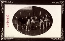 Präge Passepartout Ak Jagdhunde, Fox Hounds - 3568312