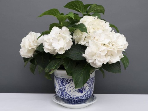 China porzellan blumentopf - porzellan,