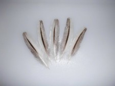 5  weiß-bunte Pfauenfedern