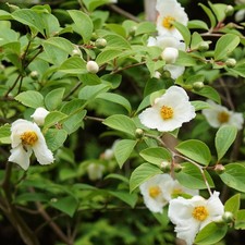 Japanische Scheinkamelie - 50–70 cm - Stewartia pseudocamellia im Airpot