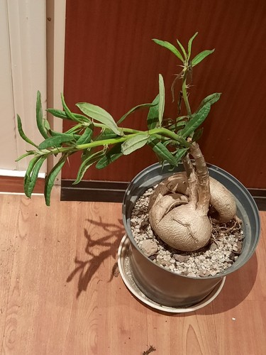 Pachypodium succulentum mit - pachypodium, l