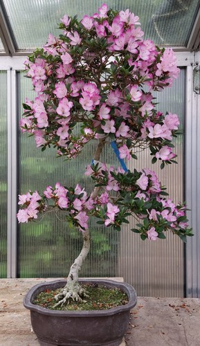 Bonsai jap satsuki azalee - -, jap.