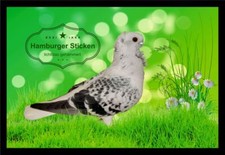 Fußmatte Schmutzfangmatte Tauben Hamburger Sticken lichtblau gehämmert F2130