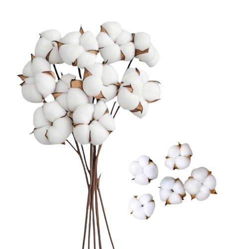 Baumwolle trockenblumen deko - trockenblumen,