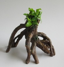 Wurzel mit Anubias nana GOLD -