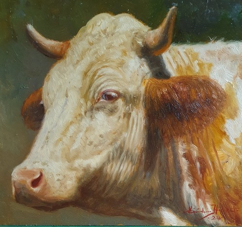 Erstklassiges kuhportrait von - kuhportrait,