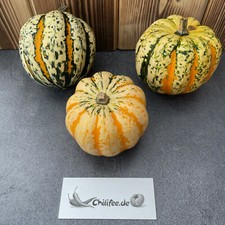 Eichelkürbis Acorn Squash Mikrowellenkürbis nussiger Speisekürbis Maroni Aroma