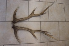 Hirsch Geweihstangen