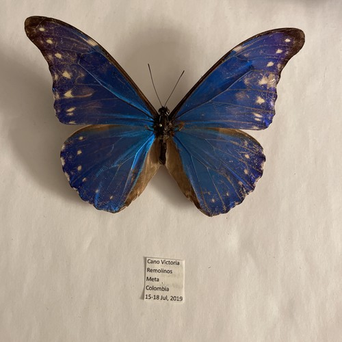 Entomologie morpho rhetenor - entomologie*morpho,