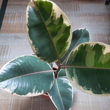 Ficus elastica "Creme