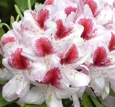 Großblumige Alpenrose