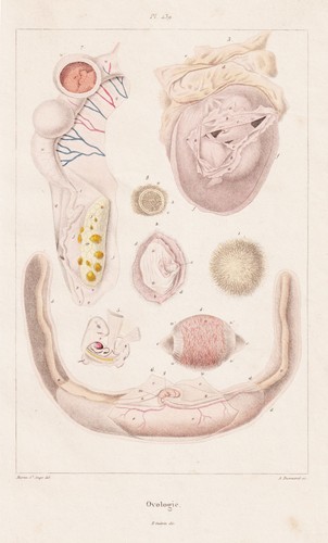 Ovologie vogeleier eier eggs - eier,