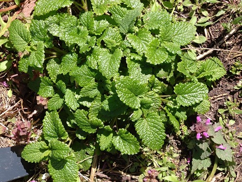 Zitronenmelissen pflanze - zitronenmelissen,