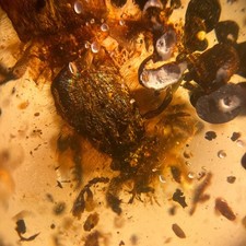 Burmesischer Bernstein Fossil: großer Käfereinschluss, 99 Millionen Jahre alt