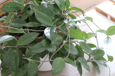 Bewurzelte ableger hoya - ableger,