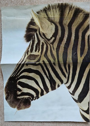 Poster bild pferdeposter - poster,