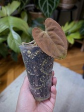 Anthurium Dark Phoenix 