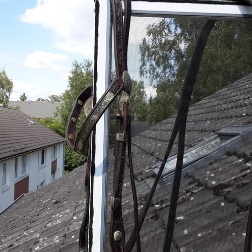 Western trense von - trense, meiner