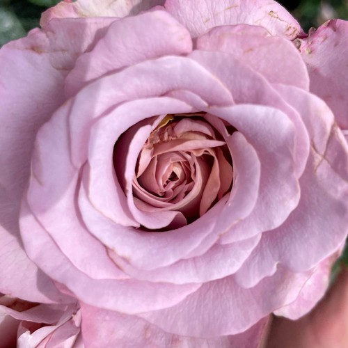 Edelrosen vielen - in,