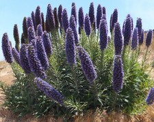 SAMEN Blumen-Beet NATTER-KOPF