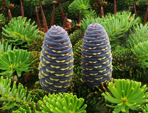 Korea tanne abies - korea-tanne, -abies