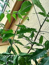 Neembaum (Azadirachta indica)